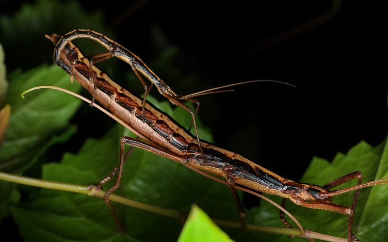 oct 13 5947 two stripe stick insect mating