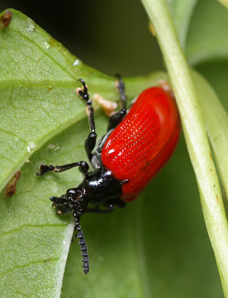 oct 19 5514 red beetle