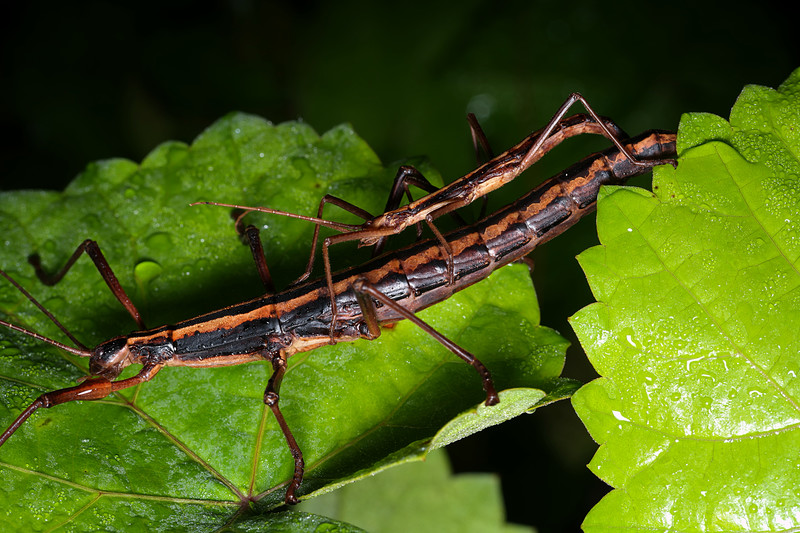 oct 20 5648 mating stick bugs Anisomorpha buprestoides