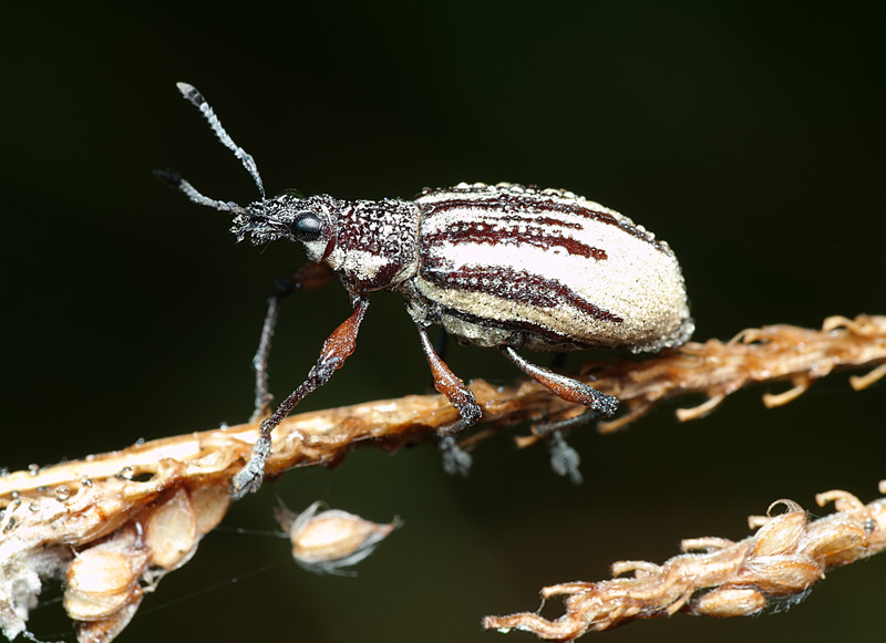 oct 20 5705 beetle