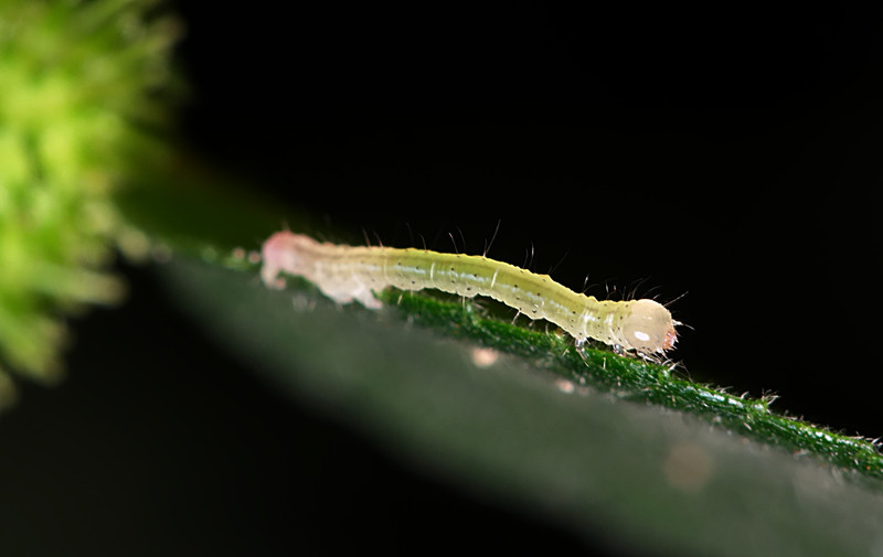 oct 23 5961 caterpillar