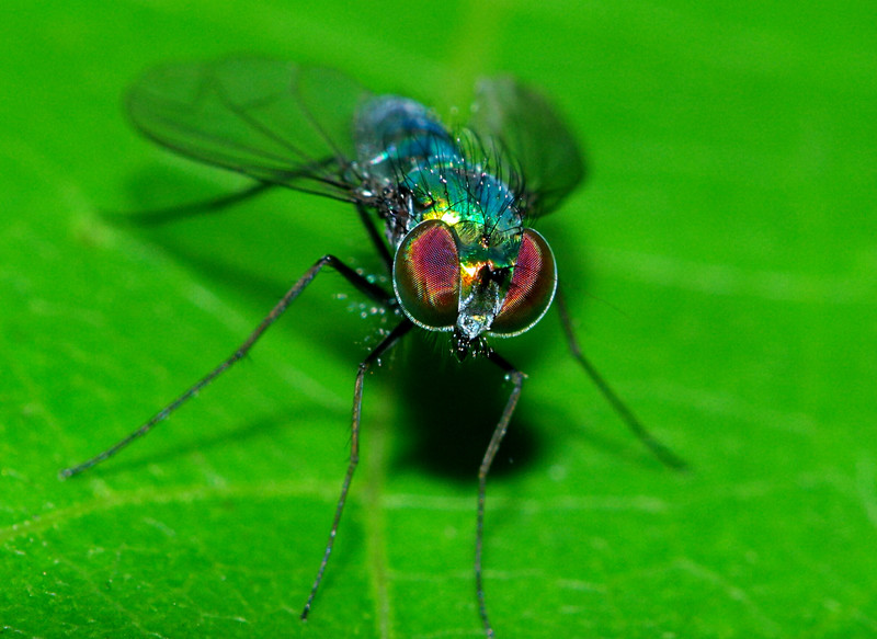 oct 24 3102 colorful fly compound eye