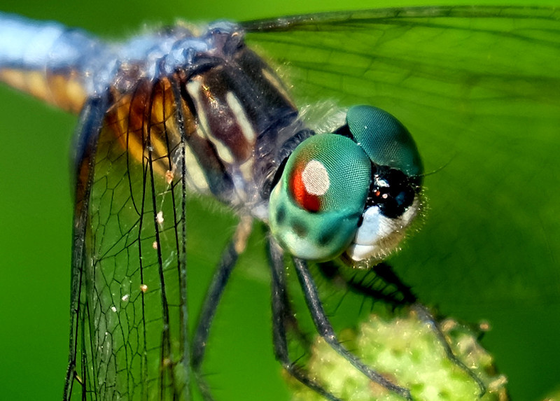 oct 24 4064 dragonfly eyes