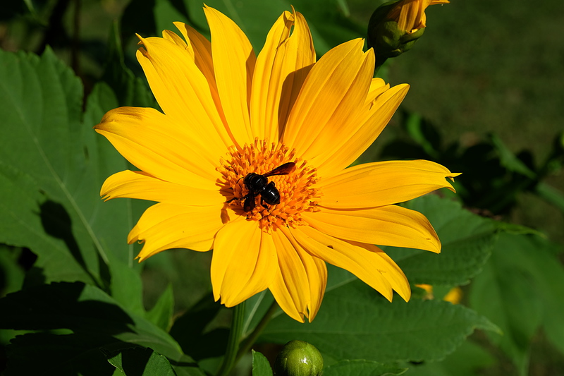 oct 24 4081 yellow flower bee