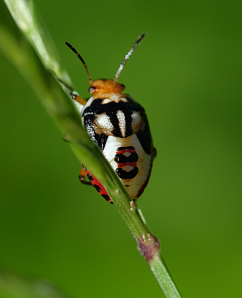 oct 24 4260 figure 8 beetle