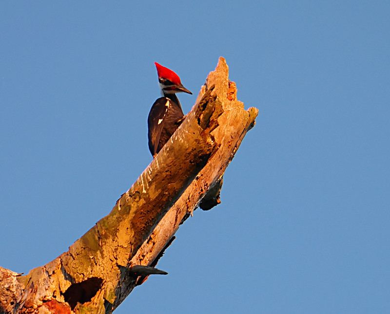 oct 24 6590 male Pileatedwoodpecker