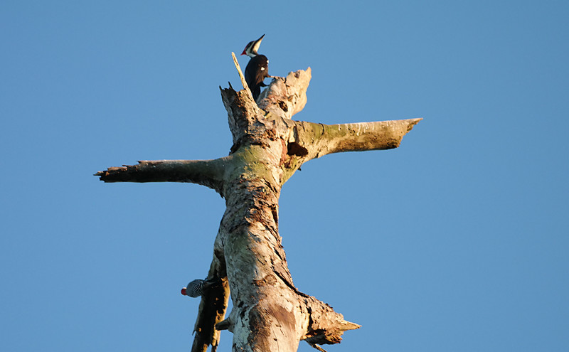 oct 26 6542 male female Pileated woodpecker
