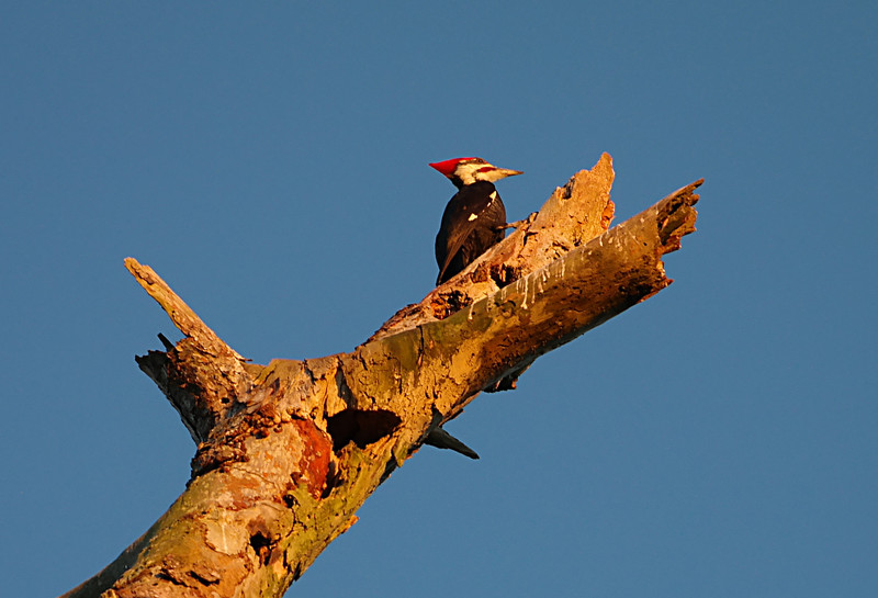 oct 26 6574 male Pileatedwoodpecker