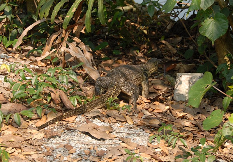 oct 28 0030 lizard