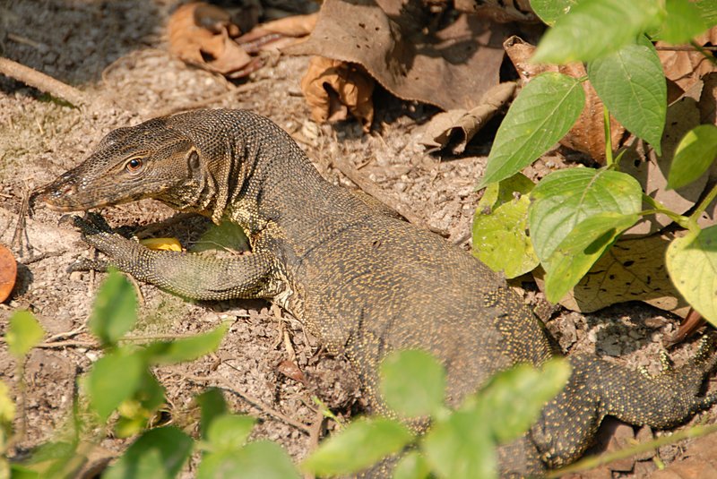oct 28 0273 lizard