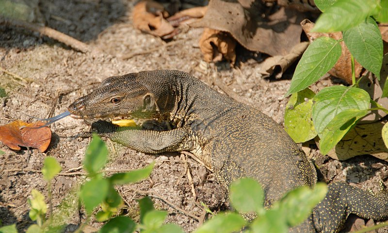 oct 28 0290 lizard tongue