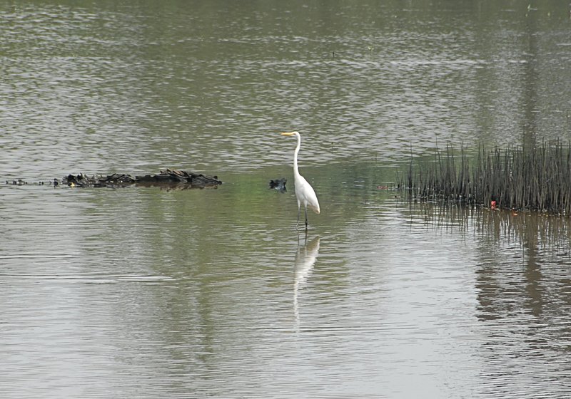 oct 28 0408 egret