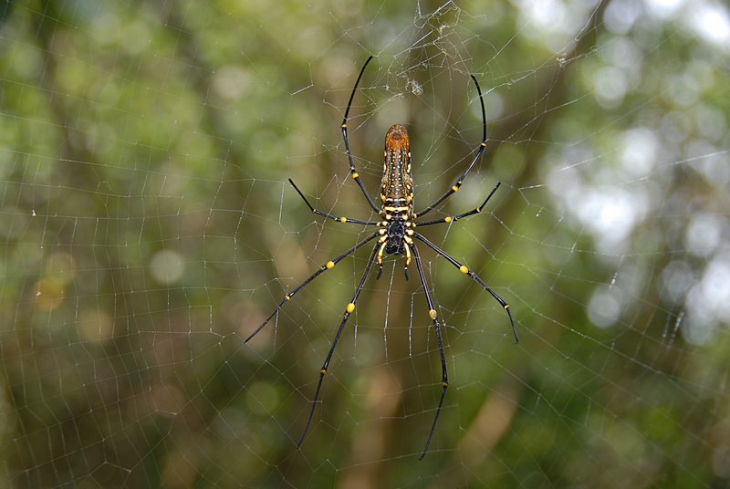 oct 28 0442 nephila ventral flash