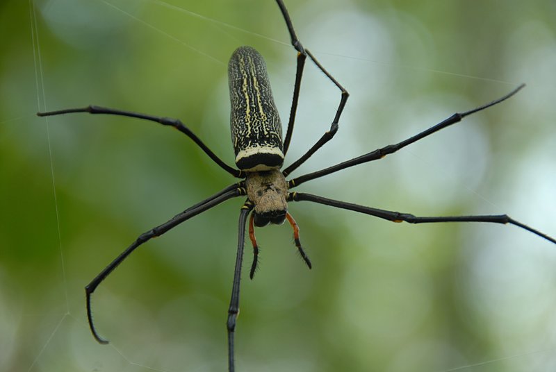oct 28 0456 nephila dorsal