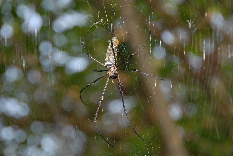 oct 29 0477 nephila