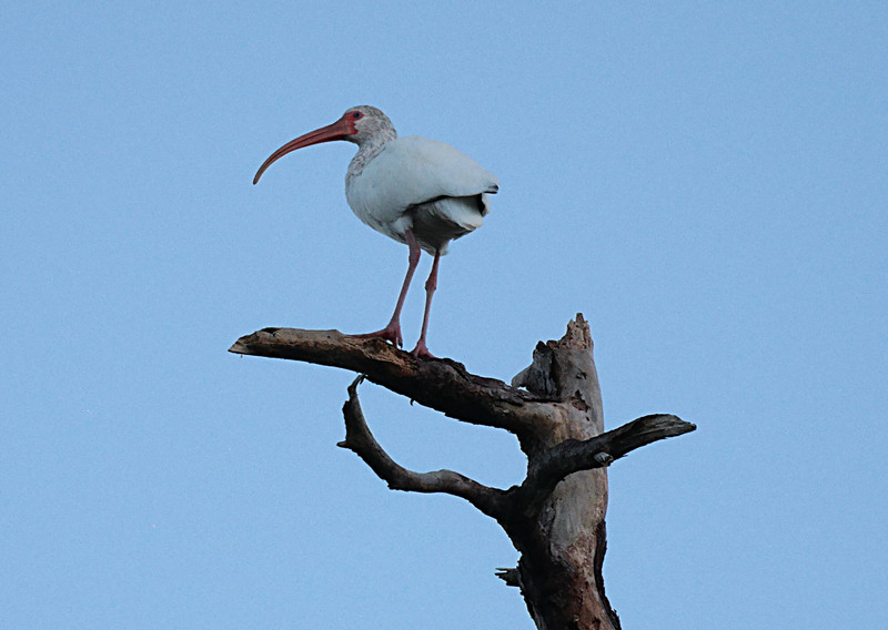 oct 29 6717 white ibis