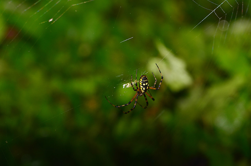 oct 30 5113 argiope before stabilimenta