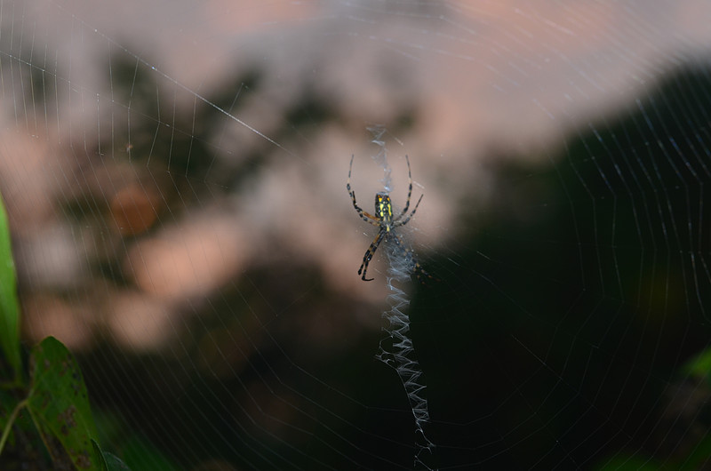 oct 30 5116 argiope 1 completed stabilimenta