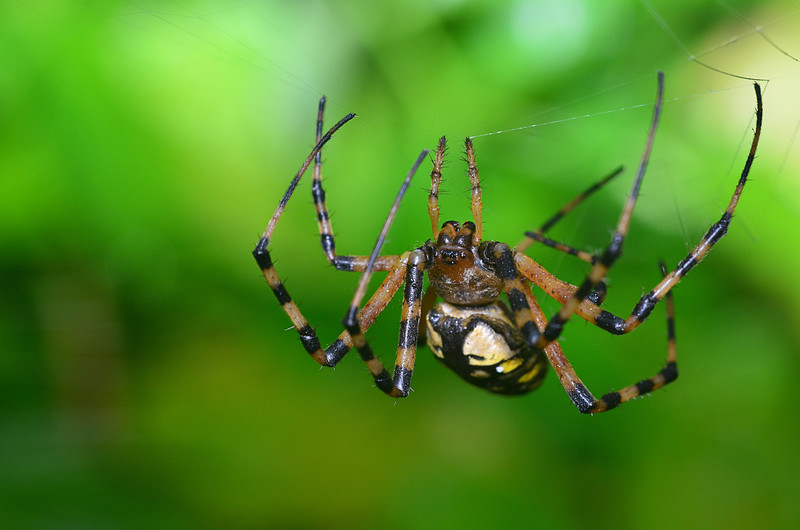 oct 30 5124 argiope 2 web mending