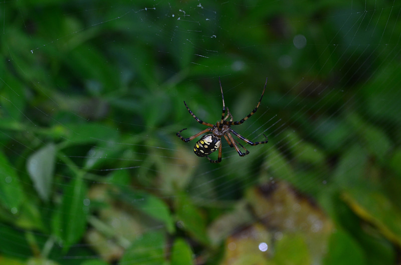 oct 30 5126 argiope 2 weaving