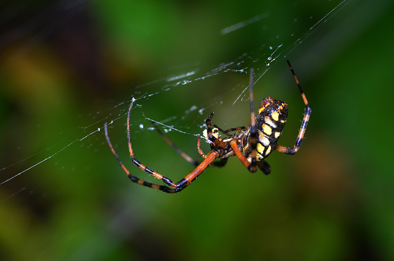 oct 30 5131 argiope 2 recycling silk