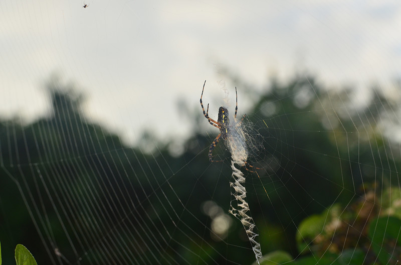 oct 30 5154 argiope 1 stabilimenta