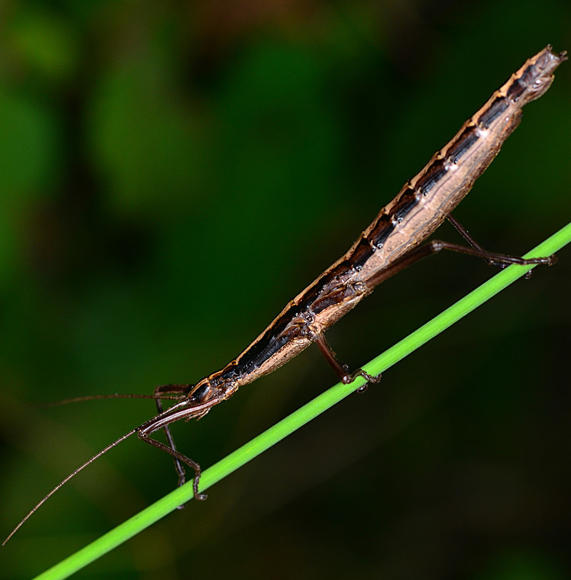 oct 31 5163 unmated stick insect