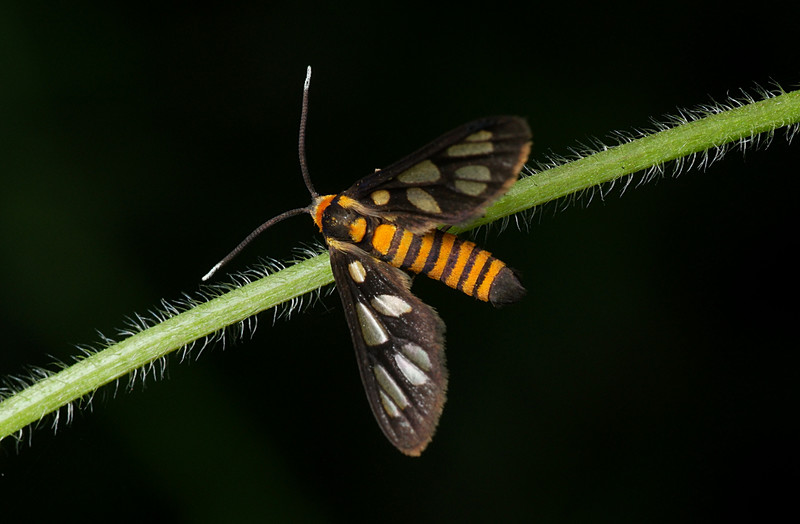 sep 12 2476 tiger moth