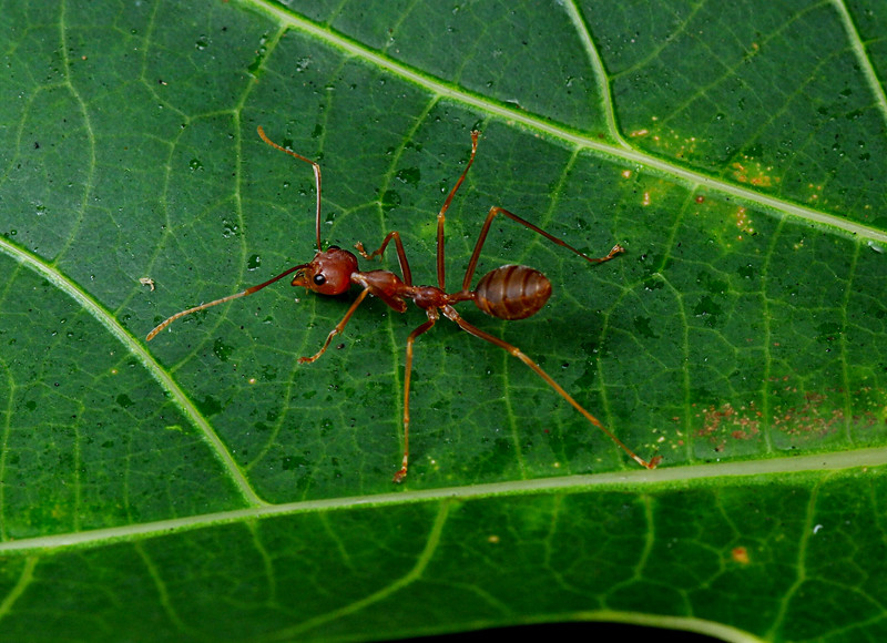 sep 12 2505 red ant