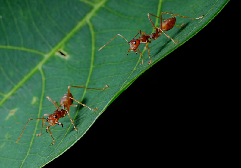 sep 12 2514 2 red ants