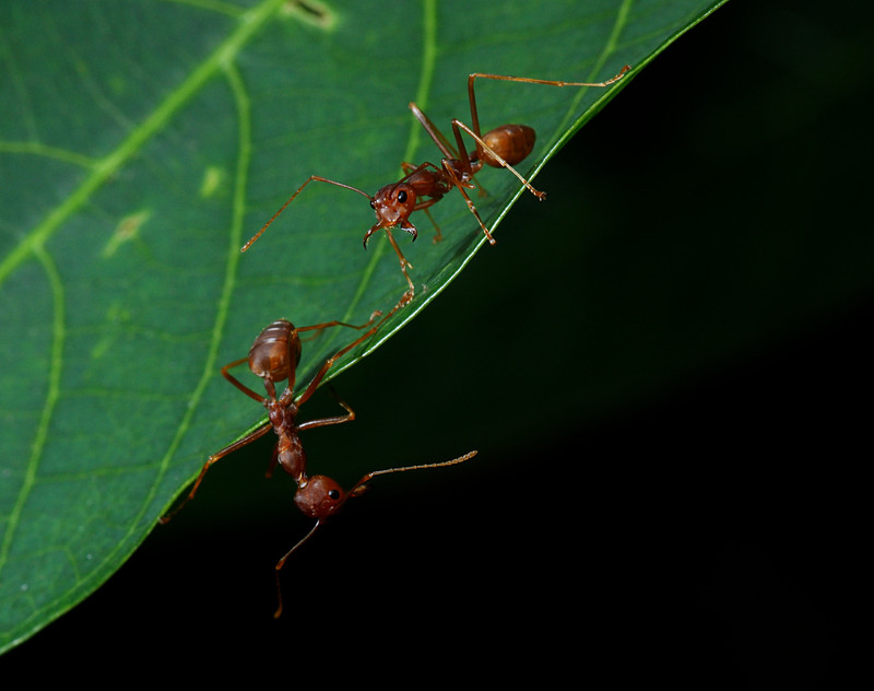 sep 12 2515 two red ants