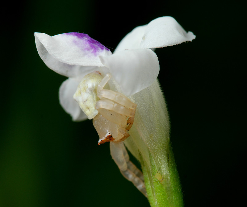 sep 12 2545 white thomisus guangxicus white asystasia gangetica