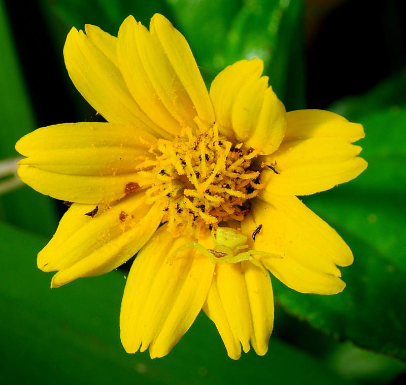 sep 12 2555 yellow thomisus guangxicus yellow flower