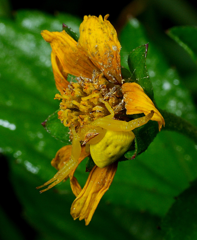 sep 12 2573 yellow thomisus guangxicus yellow flower
