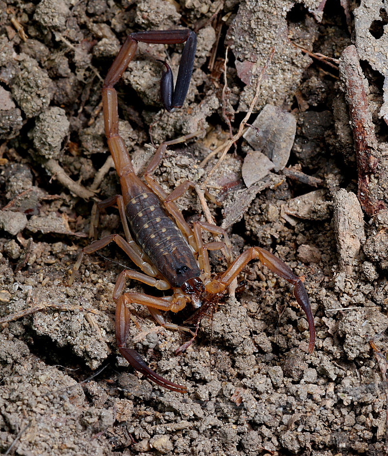 sep 12 2599 scorpion eating