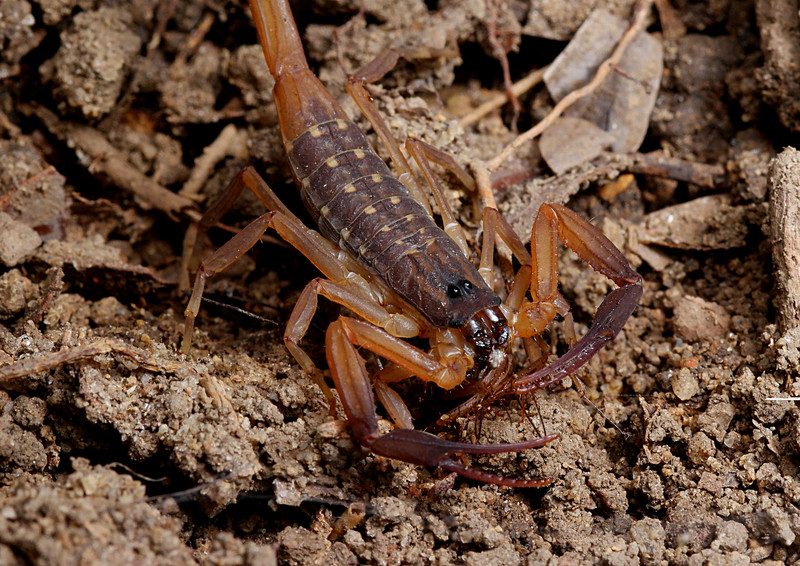 sep 12 2613 scorpion eating