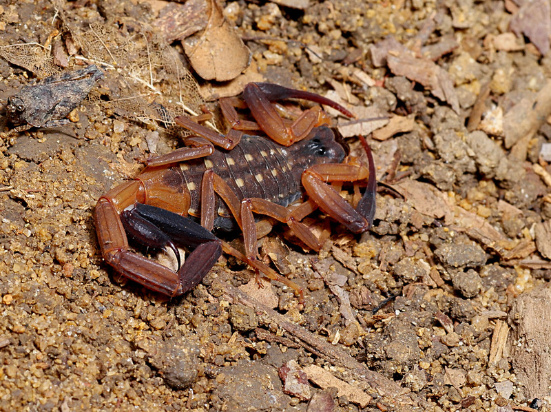 sep 12 2632 flatten scorpion sleeping