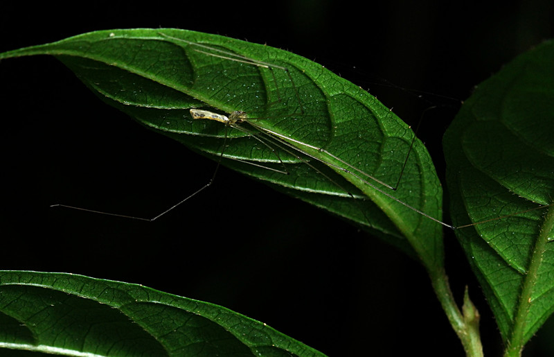 sep 19 2657 long legged pholcid spider