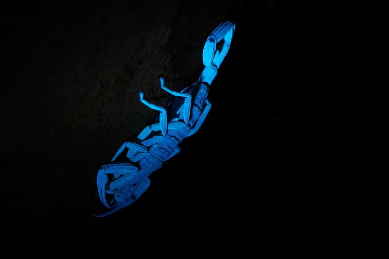 sep 19 2669 UV scorpion