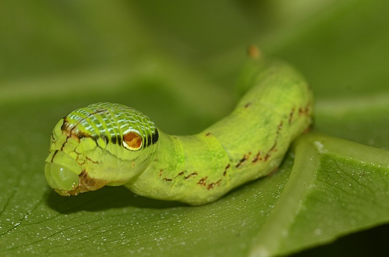 amazing caterpillars