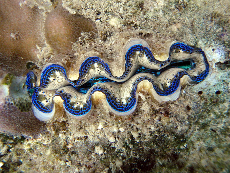 blue clam