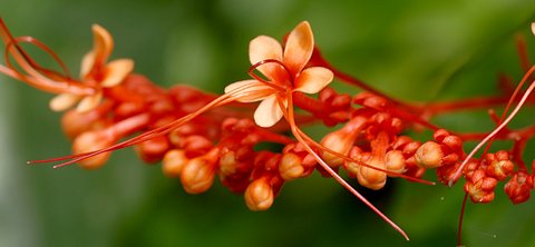 dec_29_2169_flower.jpg